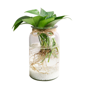 스킨답서스 수경재배 키우기 세트 공기정화식물 가습