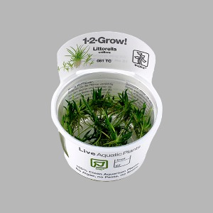 1-2-GROW 리토렐라 유니플로라 무균 조직배양 수초