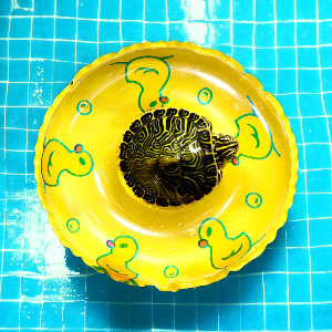 미미네아쿠아 거북이전용 튜브 (노랑) 놀이터, 쉼터